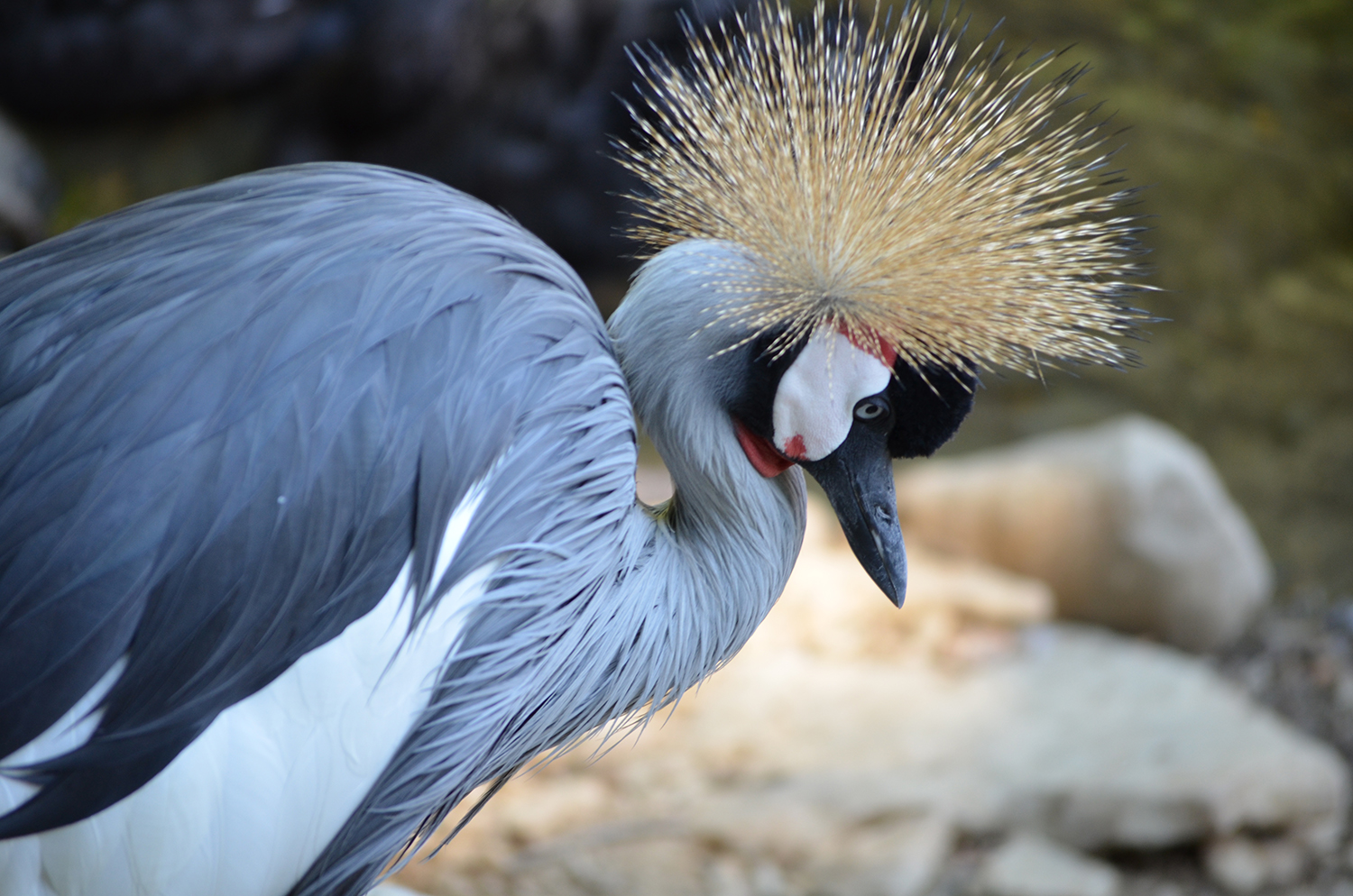 Grey Crowned Crane