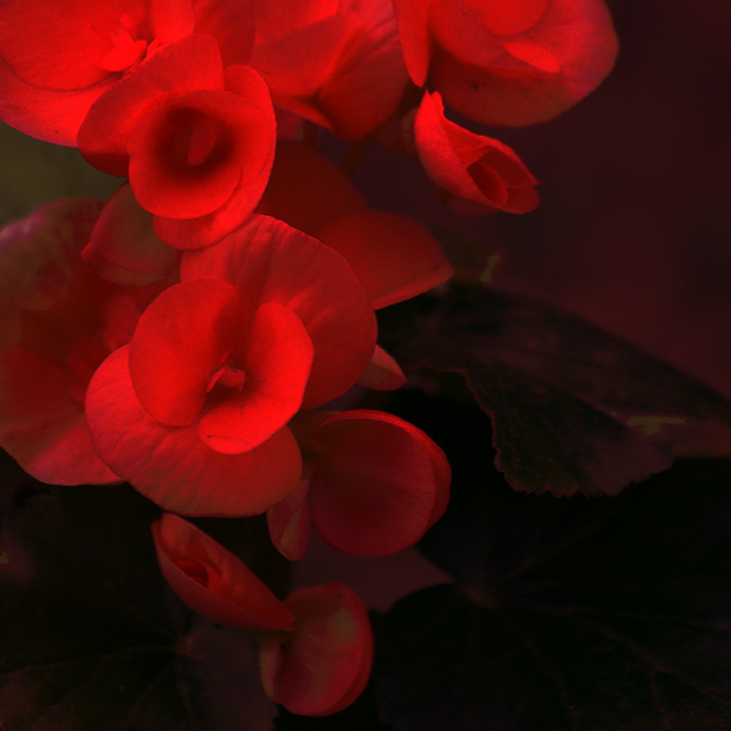 Red Flowers