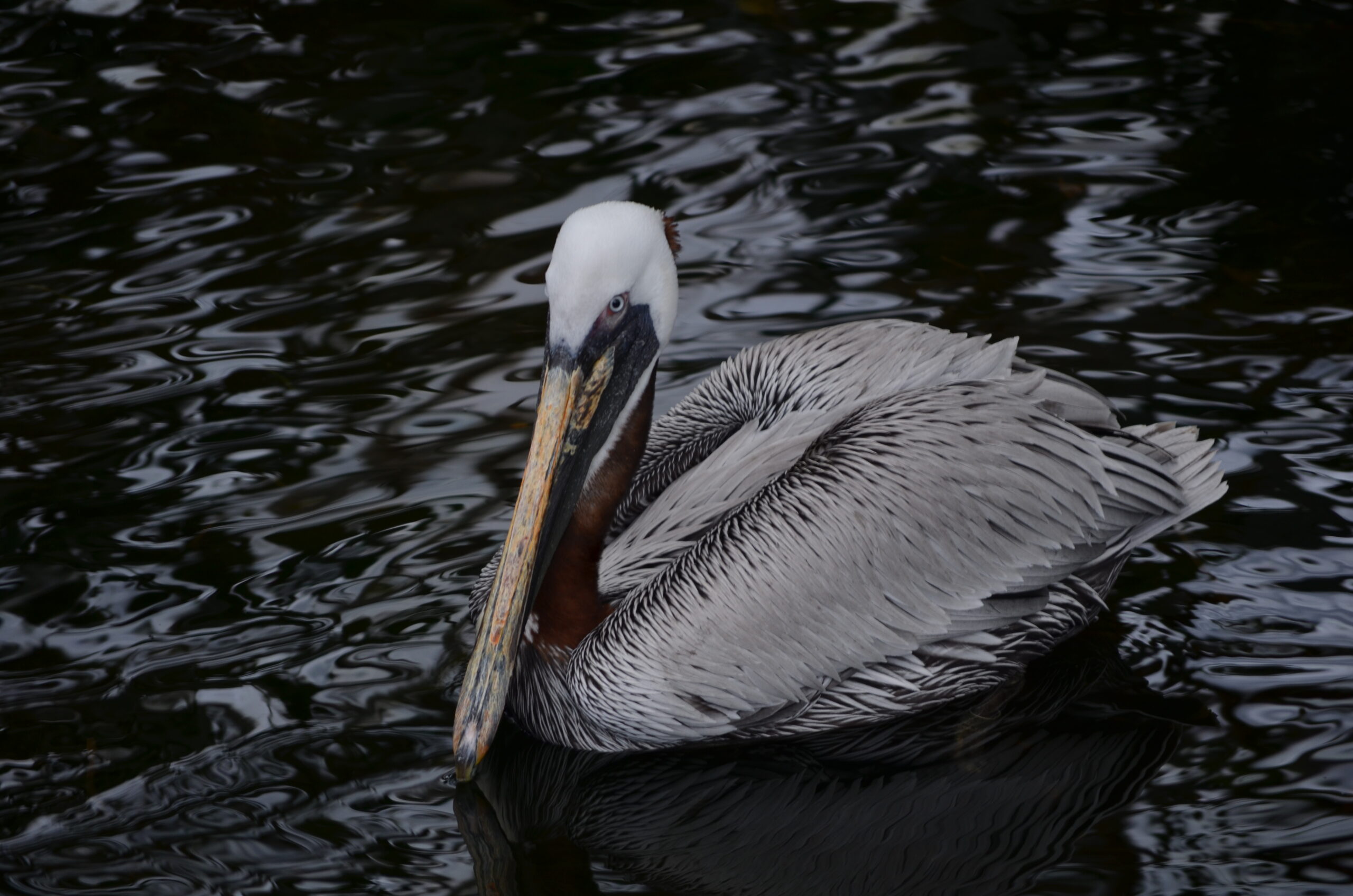 Pelican