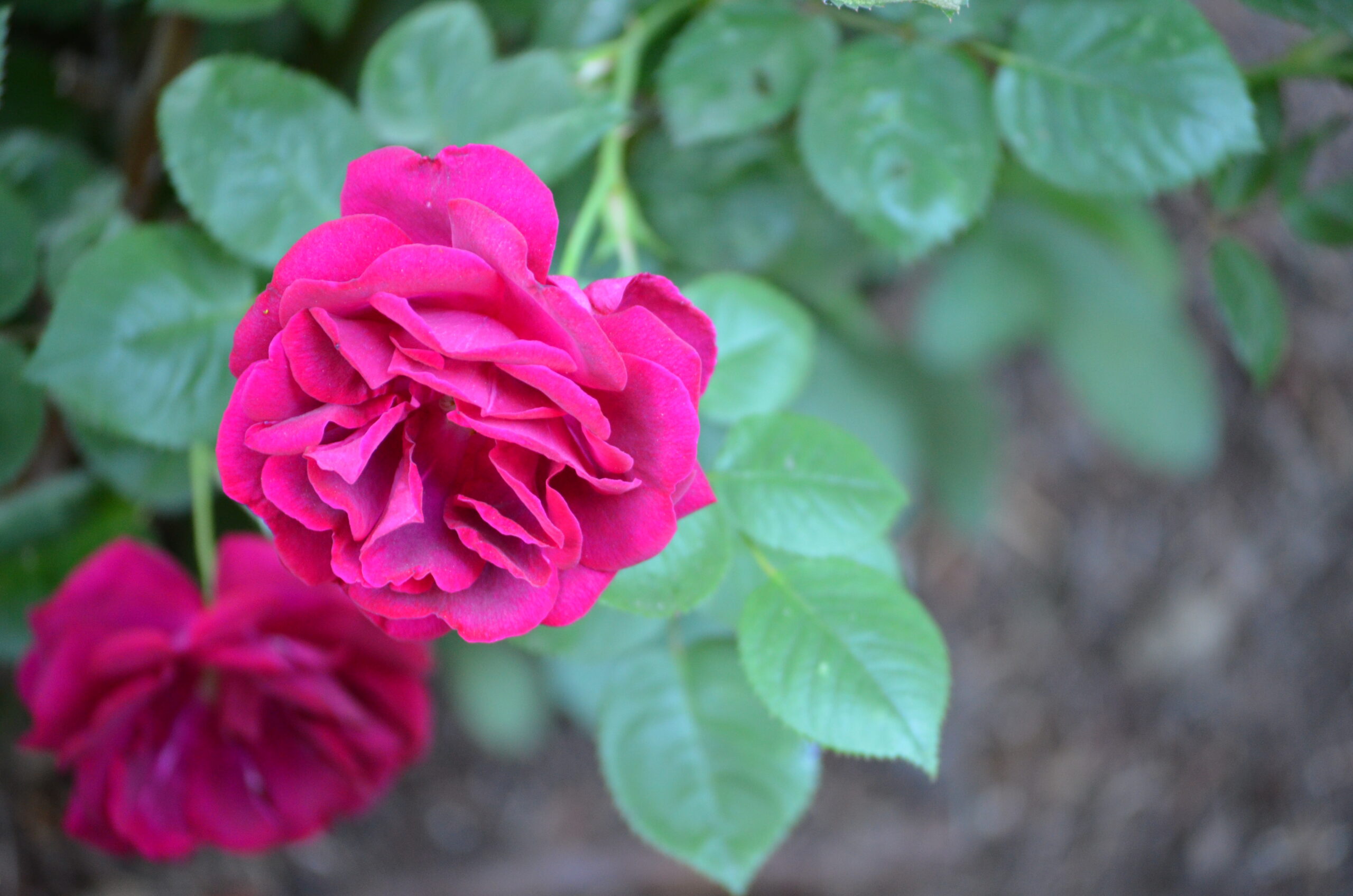 Pink Flowers